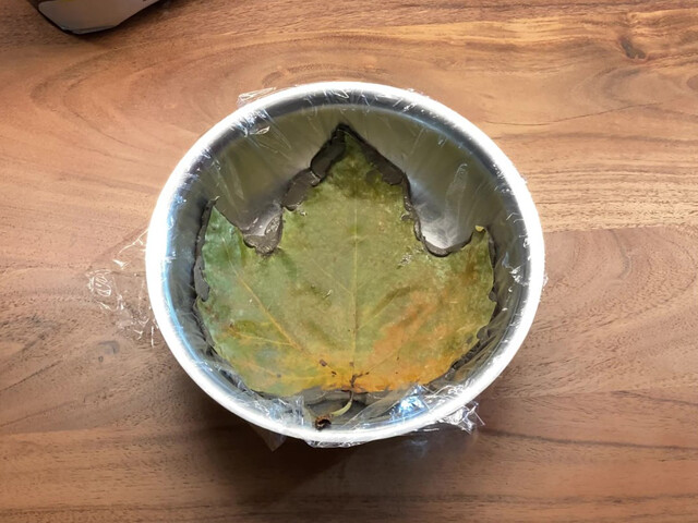 Nahaufnahme eines Laubblattes, was auf Bastelbeton klebt und in einer Metallschale liegt. Zwischen dem Bastelbeton und der Metallschale ist eine Frischhaltefolie